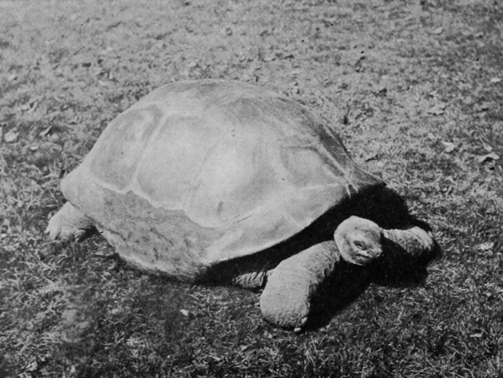 ELEPHANT-TORTOISE.
