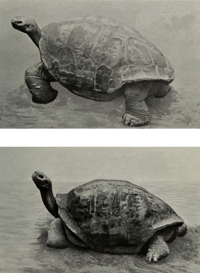 GIANT OR ELEPHANT-TORTOISES FROM THE     GALAPAGOS ISLANDS.