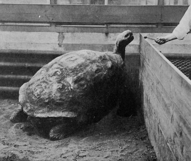 GIANT TORTOISE.
