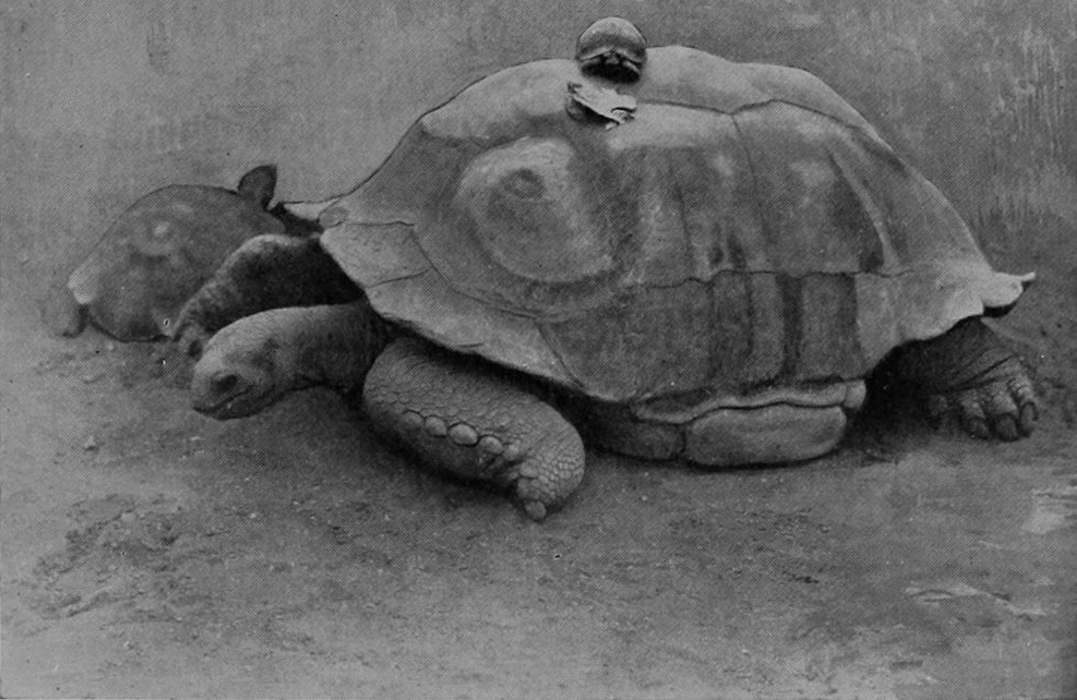 A GIANT TORTOISE WITH A EUROPEAN     TORTOISE ON ITS BACK.