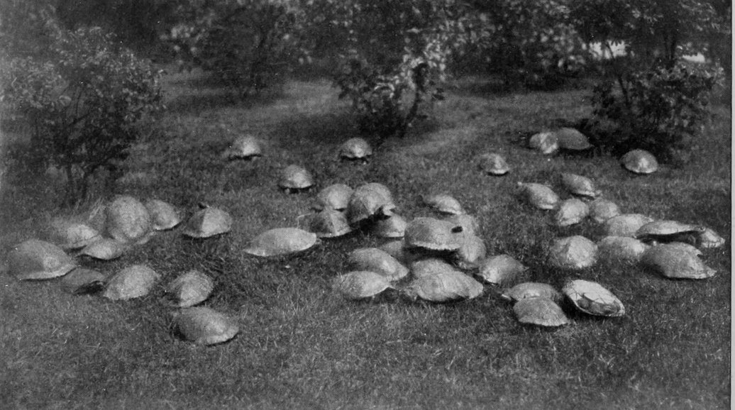 CUBAN TERRAPINS.