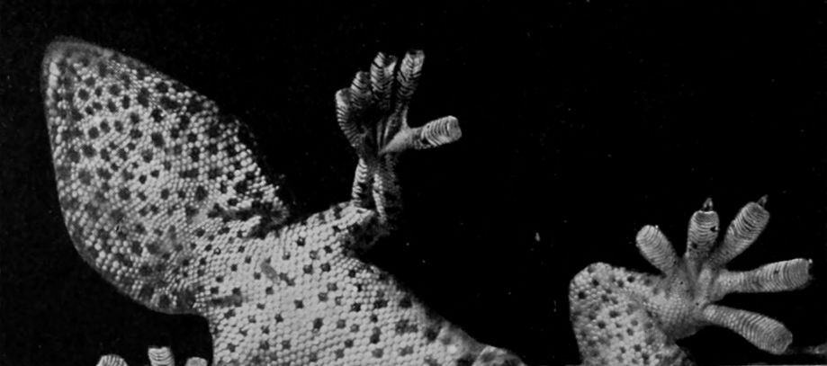 BURMESE GECKO.
