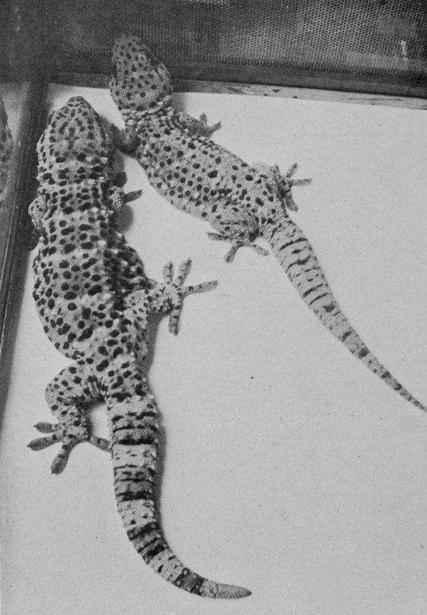 BURMESE GECKOS.