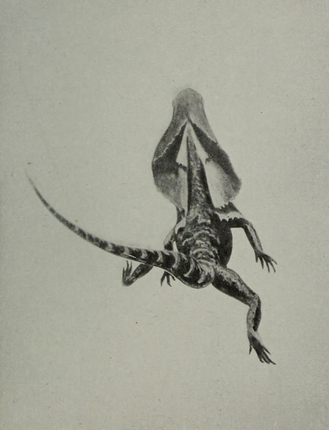 FRILLED LIZARD RUNNING ON ITS HIND LEGS     (VIEW FROM THE REAR).