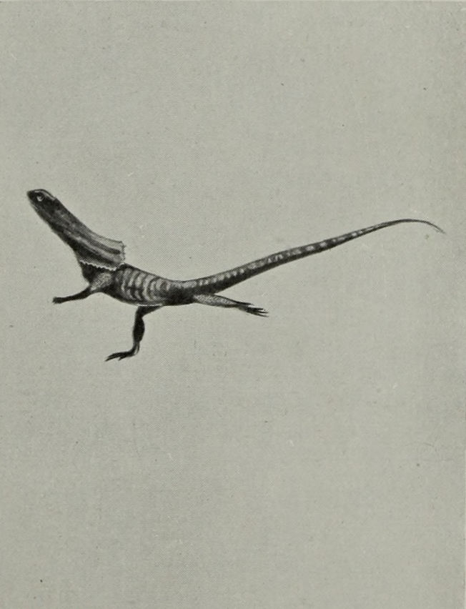 FRILLED LIZARD RUNNING ON ITS HIND LEGS     (BROADSIDE VIEW).