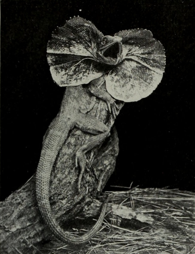 FRILLED LIZARD AT BAY WITH EXPANDED     FRILL.
