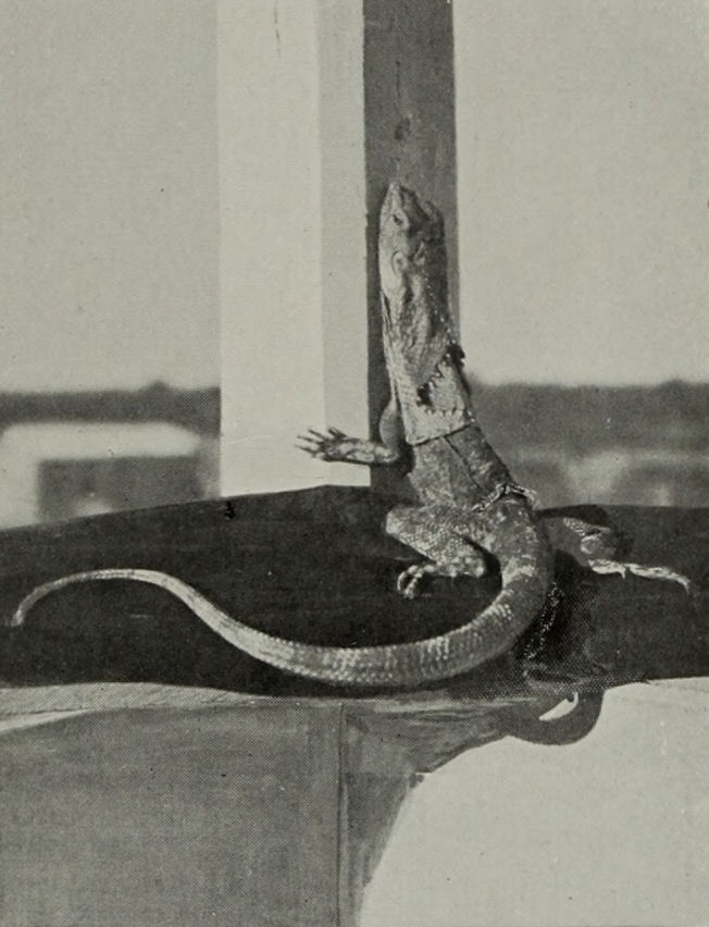 FRILLED LIZARD WITH FRILL FOLDED UP.