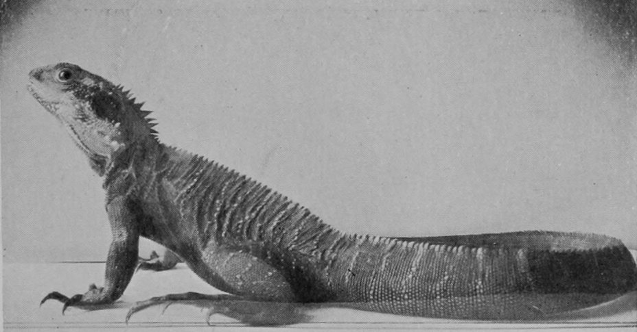 AUSTRALIAN WATER-LIZARD.