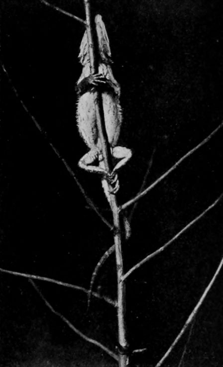 A YOUNG BEARDED LIZARD.