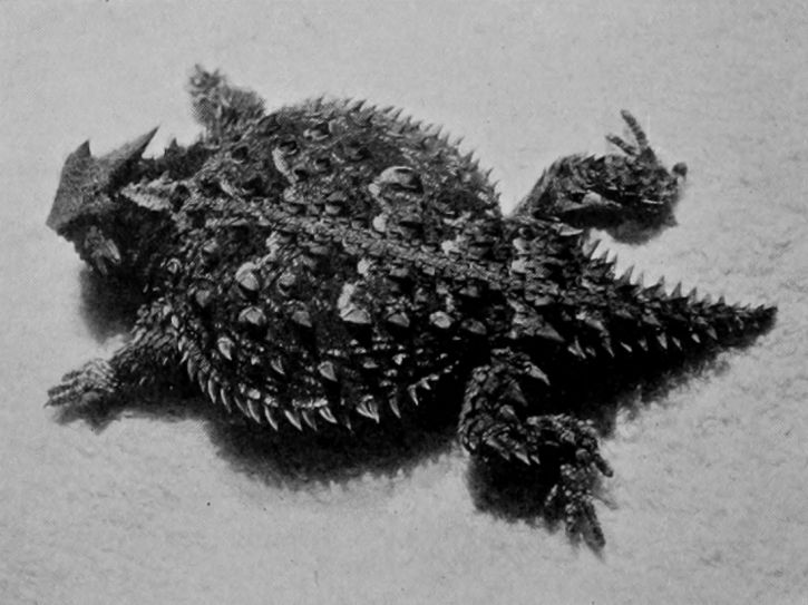 HORNED TOAD.