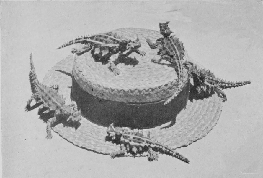 A GROUP OF MOUNTAIN-DEVILS OF CENTRAL     AUSTRALIA.