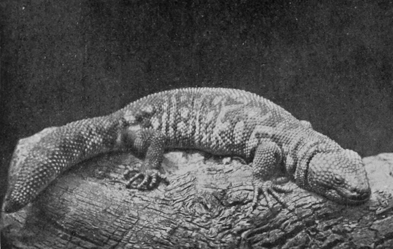 ARIZONA HELODERM (POISONOUS LIZARD).