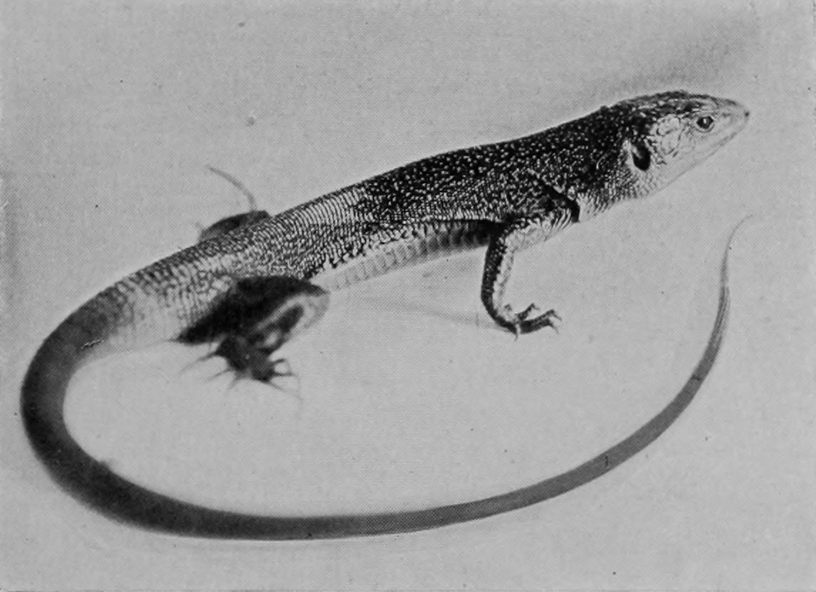 GREEN LIZARD.