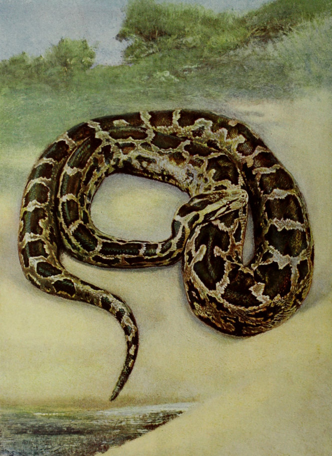 THE WEST AFRICAN PYTHON.