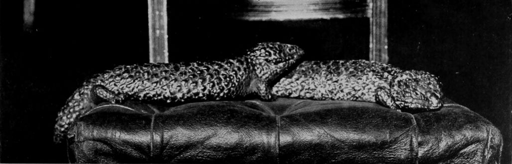 AUSTRALIAN STUMP-TAILED LIZARDS.
