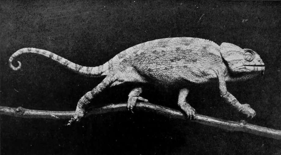 COMMON CHAMELEON OF SOUTH EUROPE AND     NORTH AFRICA.