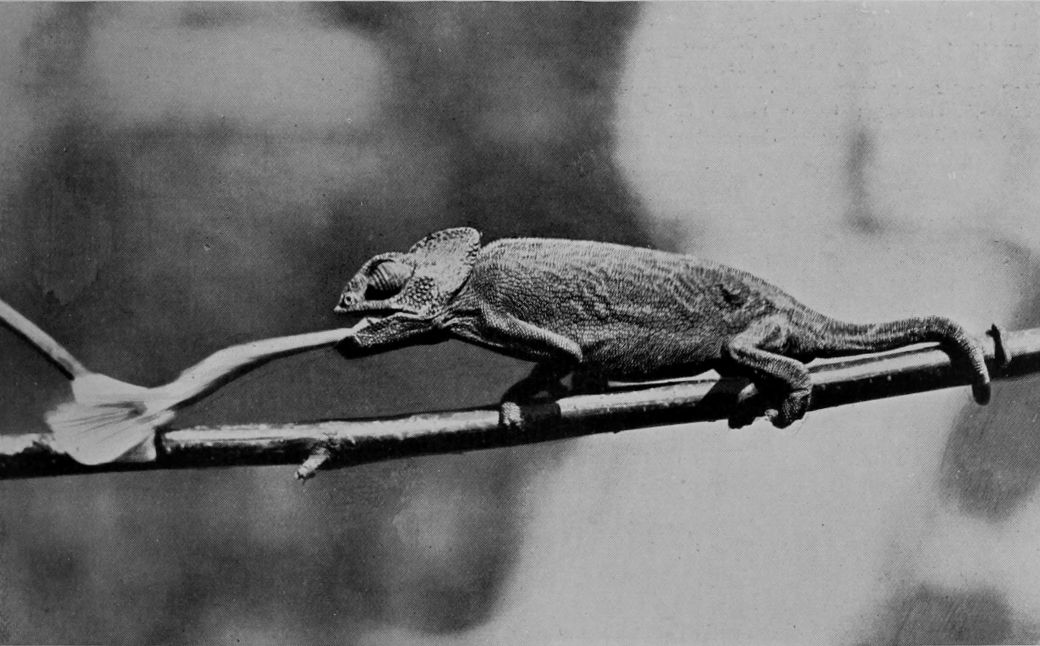 A PHOTOGRAPH OF A CHAMÆLEON IN THE ACT     OF CATCHING A BUTTERFLY.