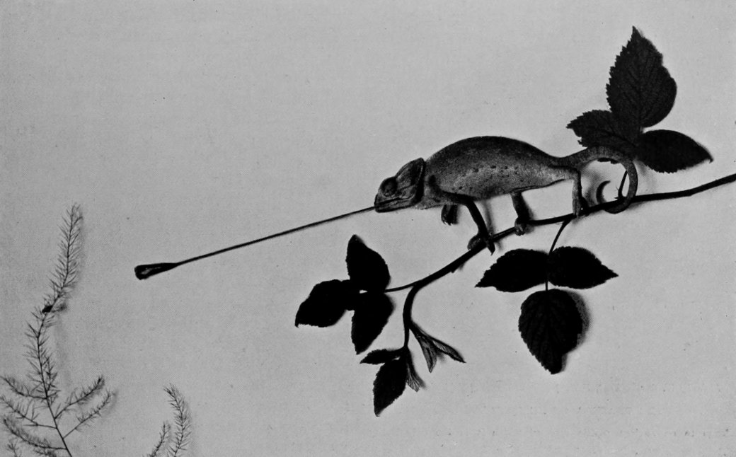 A CHAMÆLEON SHOOTING OUT ITS TONGUE TO     CAPTURE A FLY.