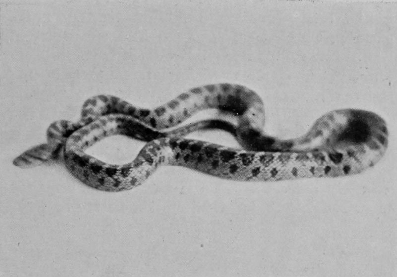 LEOPARD-SNAKE.