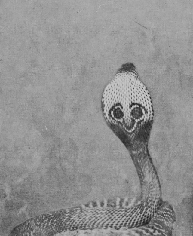COBRA (BACK VIEW).