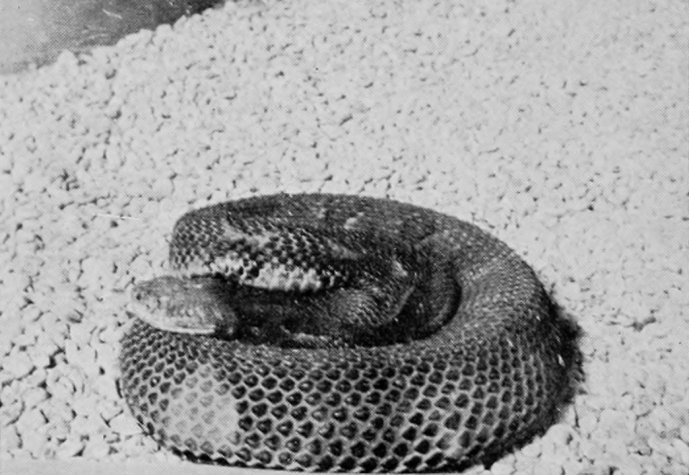 RATTLE-SNAKE.