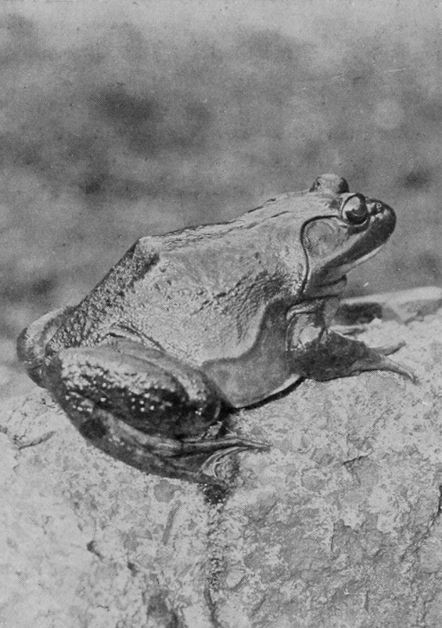 BULL-FROG.