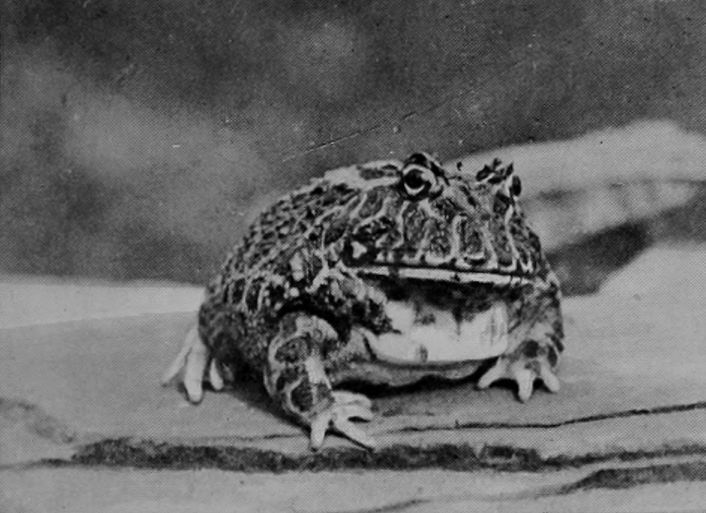 ORNAMENTED HORNED TOAD.