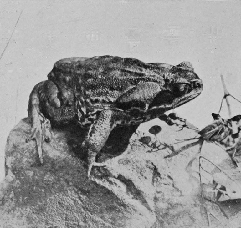 COMMON TOAD.