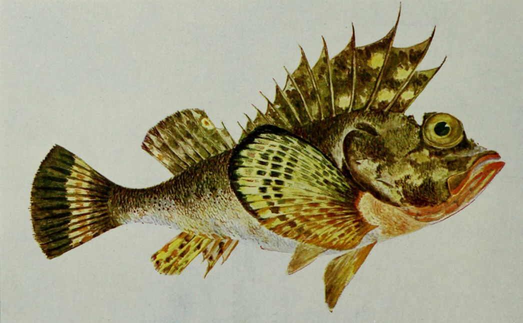FREEMANTLE DEVIL-FISH or ARMED GURNARD.