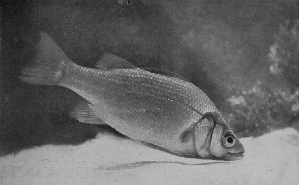 WHITE PERCH.