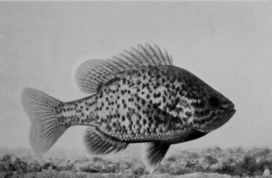 AMERICAN 'SUN-FISH'