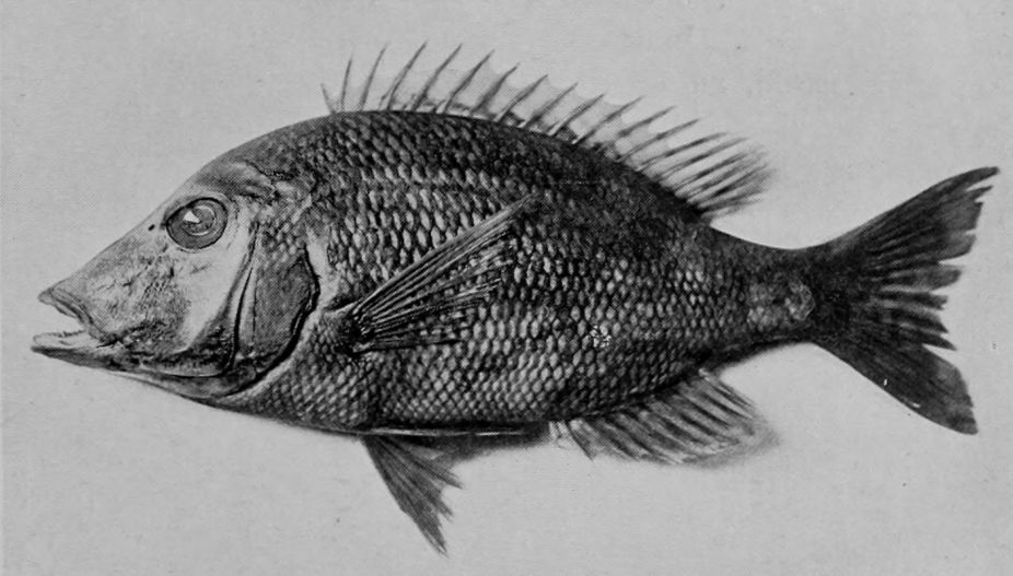 RED SEA-BREAM.