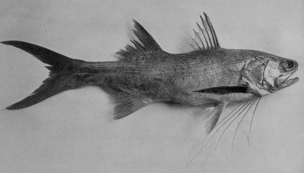 TASSEL-FISH.