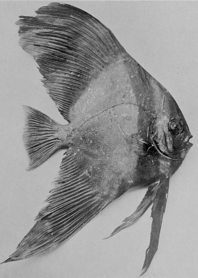 LONG-FINNED DORY.