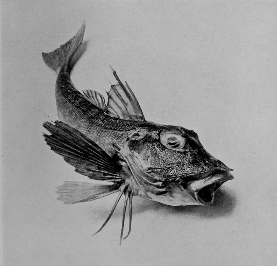 REEL-GURNARD.