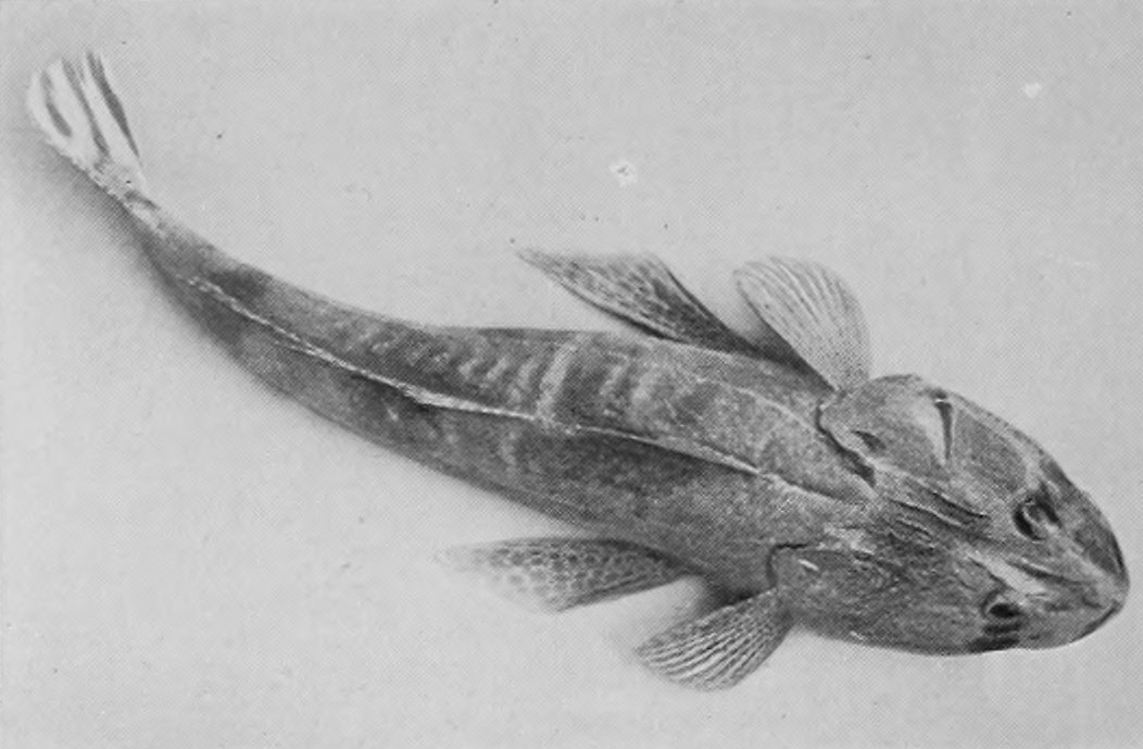 BAR-TAILED FLAT-HEAD.
