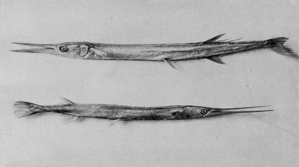 GARPIKES.