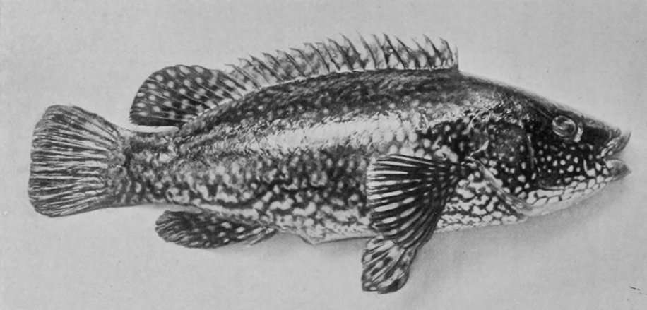 SPOTTED WRASSE.