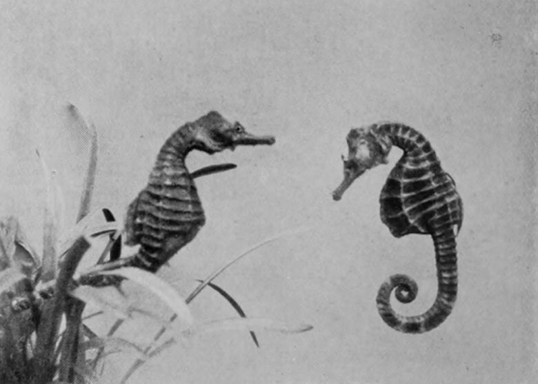 SEA-HORSES.