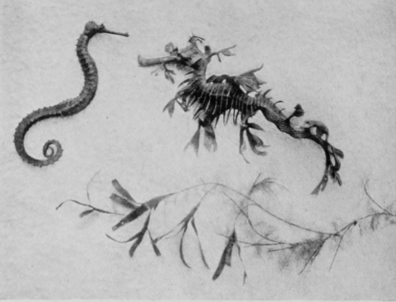 SEA-HORSES.