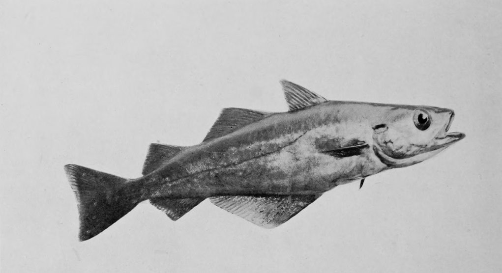 POLLACK-WHITING.