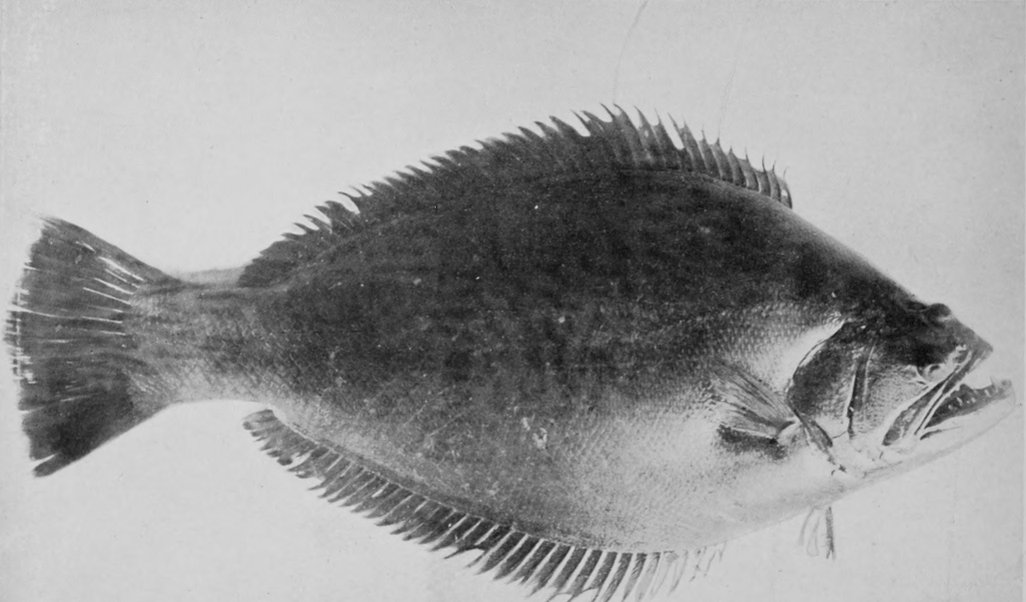 HALIBUT.