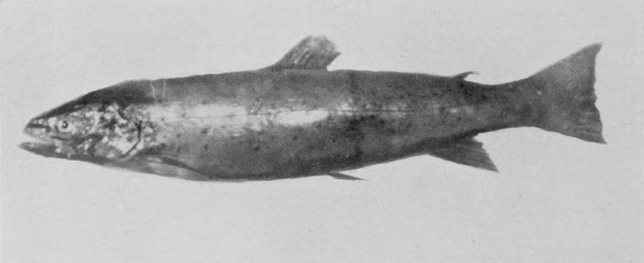 SALMON-TROUT.