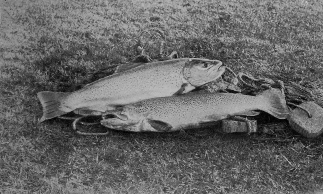 AMERICAN SALMON-TROUT FROM DIAMOND LAKE,     NEW ZEALAND.