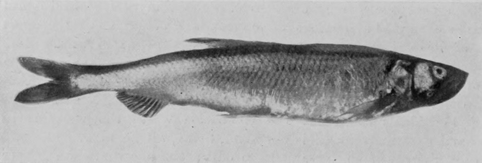 SMELT.