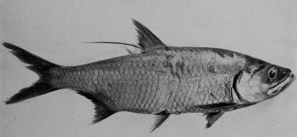 OX-EYED HERRING.