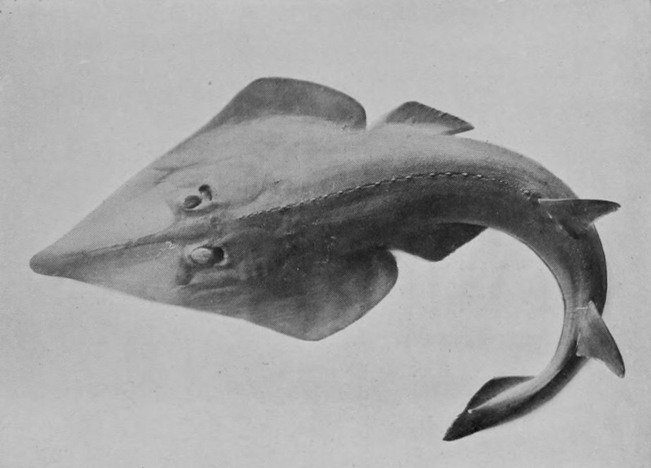 SHOVEL-NOSED SKATE.
