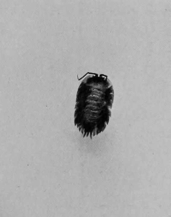 WOOD-LOUSE.