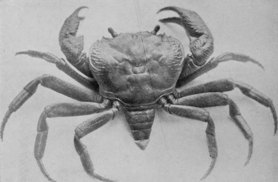 FRESH-WATER CRAB.