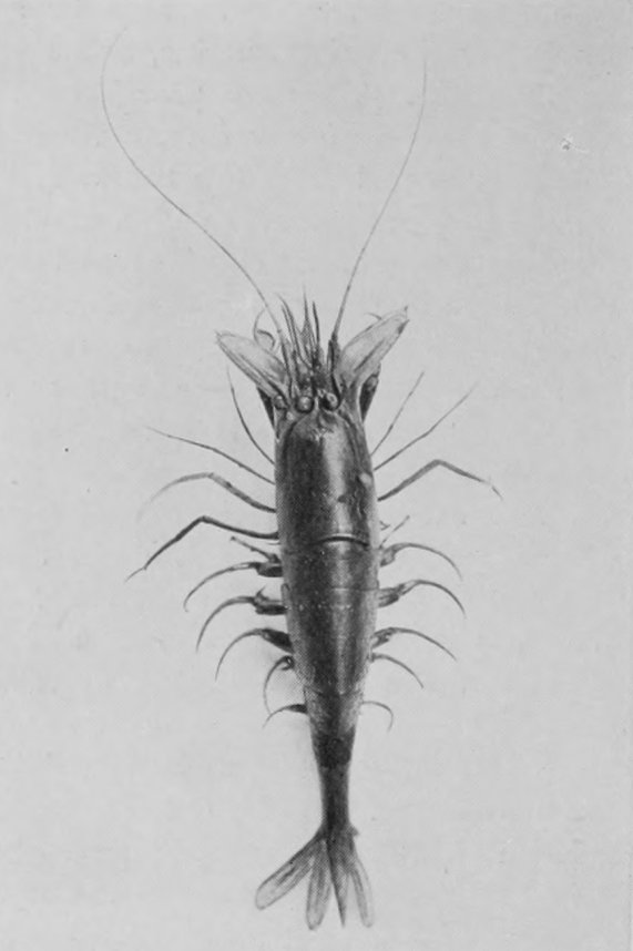 SHRIMP.